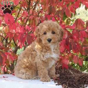 Charity, Cavapoo Puppy